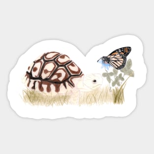 Tortoise and Butterfly Sticker